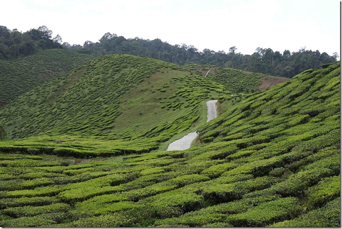 Tea plantations, Cameron Highlands, Malaysia