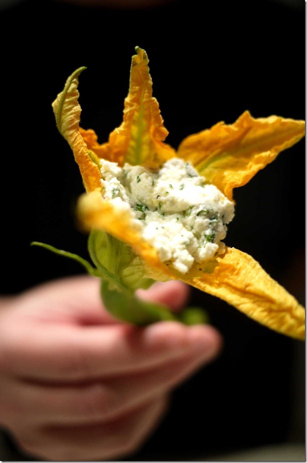 Zucchini flower with ricotta cheese