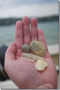 Seashells at Chinaman's beach, Mosman
