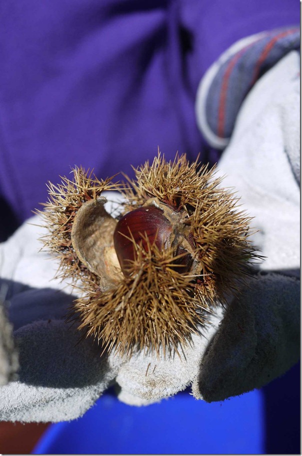 Chestnut inside its thorny husk