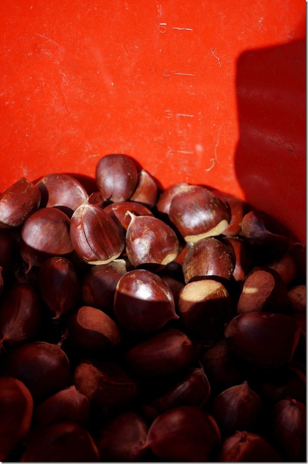 Raw chestnuts in a bucket