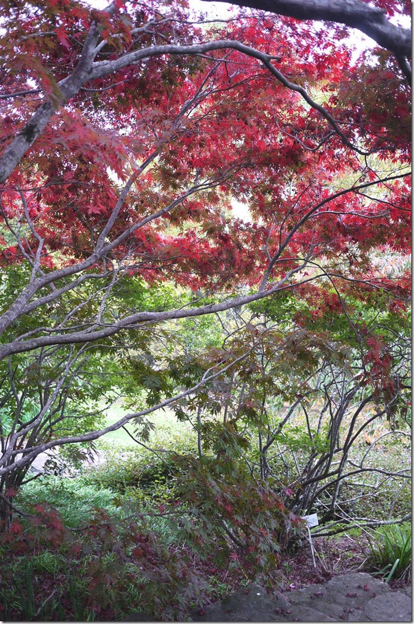 Fiery red, Mount Tomah Botanic Garden