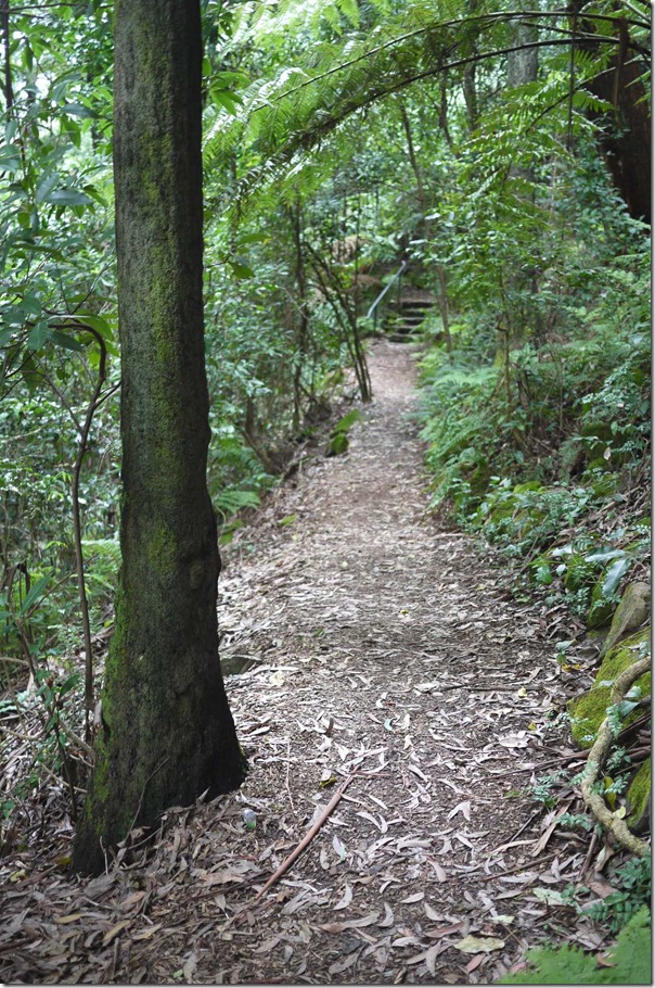 Explore and wander, Mount Tomah Botanic Garden