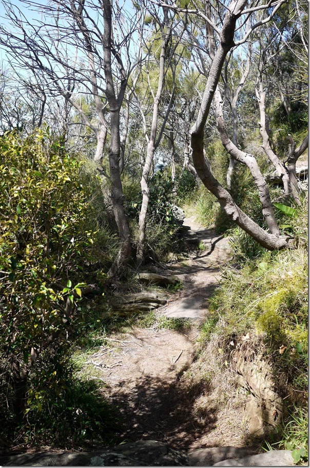 Bushwalking trail at Dee Why