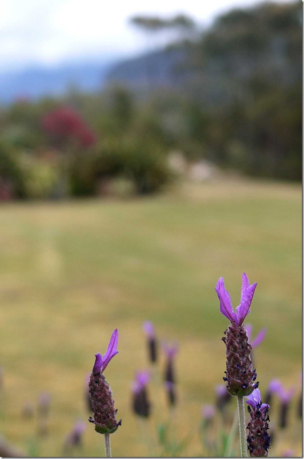 Lavendar at Joe's garden, Blue Mountains, New South Wales