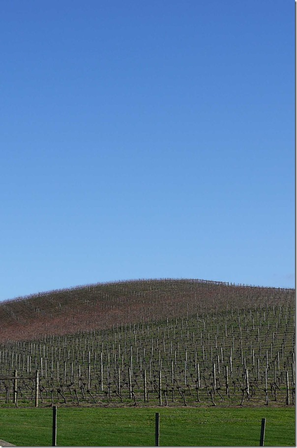Vineyards at De Bortoli Wines, Yarra Valley