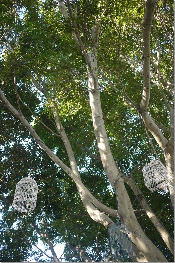 Birdcages hanging on tree in courtyard