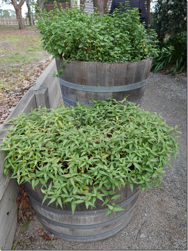 Vietnamese mint (laksa leaves or daun kesum) at Yabby Lake vineyard, Mornington Peninsula, Victoria