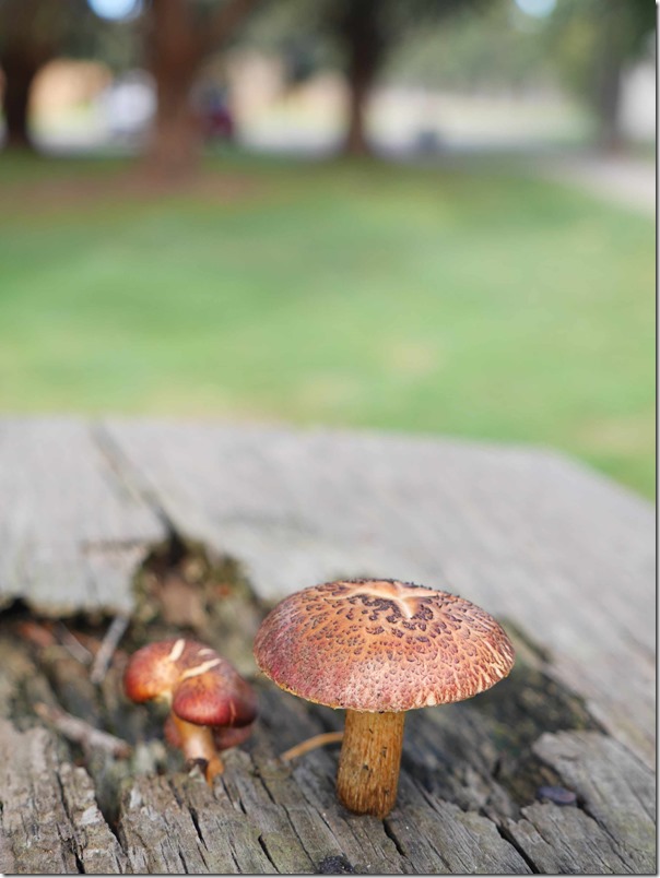 Mushrooms growing on top of wooden plank at Yabby Lake vineyard, Mornington Peninsula, Victoria