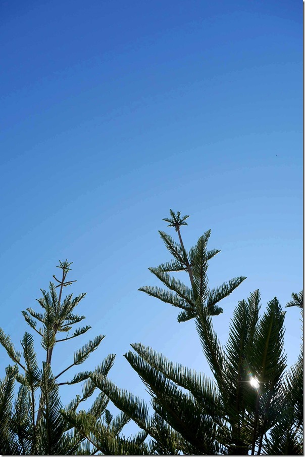 Pine trees at Tuggerah beach